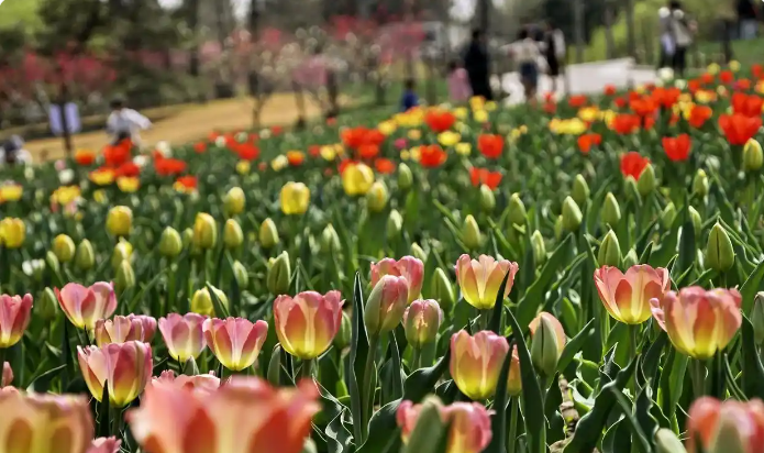 �ƾ��۲죺�������������г�����Ũ